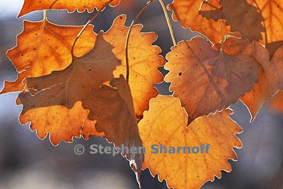 winter leaves 3 graphic